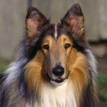 Beau Chien Colley