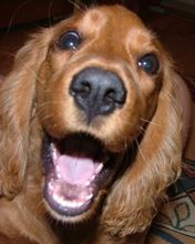 Cocker Spaniel Doré Heureux