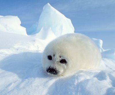 Bébé Phoque Mignon sur la Glace