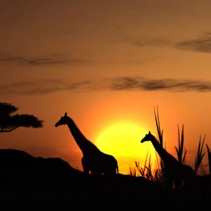 Silhouette de Girafes au Coucher de Soleil