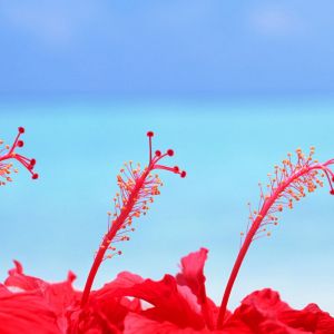 Fleurs d'Hibiscus Rouges Vibrantes