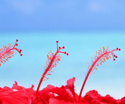 Fleurs d'Hibiscus Rouges Vibrantes