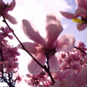 Magnolias Roses Magnifiques