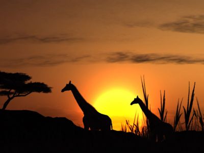 Silhouette de Girafes au Coucher de Soleil