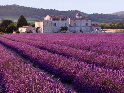 Champs de Lavande et Maison Rustique