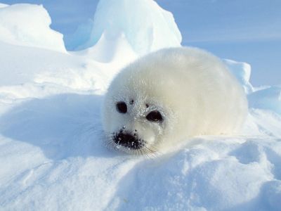 Phoque mignon sur la neige