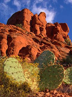 Paysage désertique avec des cactus