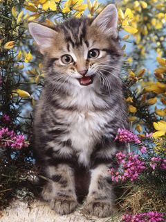 Mignon Chaton dans les Fleurs