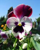 Fleur de Pensée Vibrante