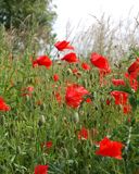 Pavots Rouges Vibrants dans la Nature