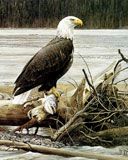 Aigle Pêcheur Majestueux