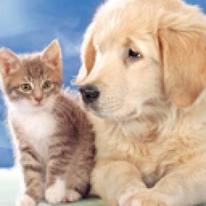 Chiot et Chaton Mignon