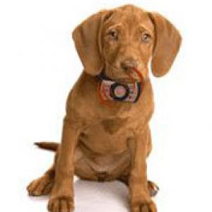 Chiot Mignon avec Collier