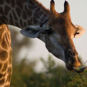 Girafe Mangeant des Feuilles