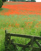 Champ de Coquelicots Vibrants