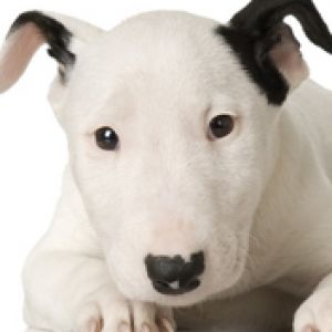 Chiot Bull Terrier Adorable