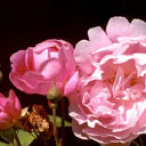 Belles Roses Roses
