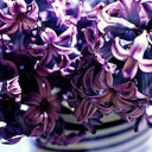 Jacinthes Violettes