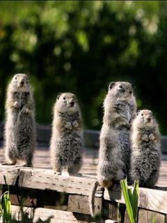 Animaux Mignons Debout