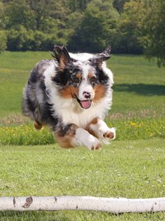 Chien Joueur en Action