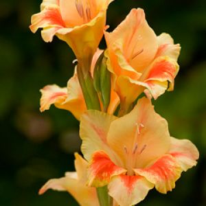 Belles Fleurs de Gladiolus