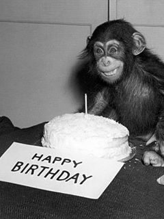 Célébration d'anniversaire avec un singe