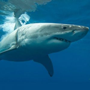 Grand Requin Blanc Sous l'Eau