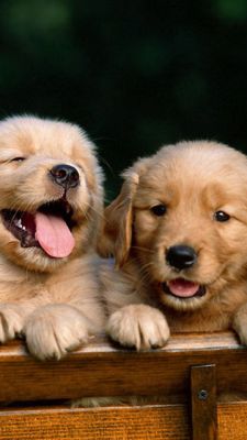 Chiots Golden Retriever Adorables