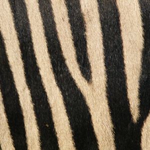 Motif de Rayures de Zèbre