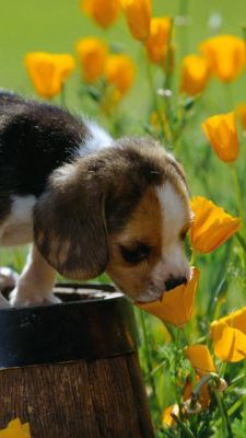 Chiot Mignon dans les Fleurs