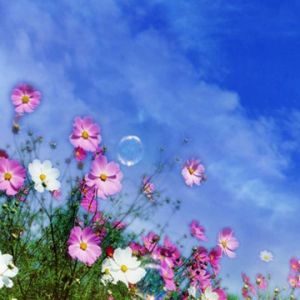 Champ de Fleurs Colorées