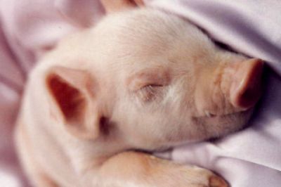 Mignon Porcelet Endormi