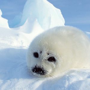 Mignon Phoque Bébé sur la Glace
