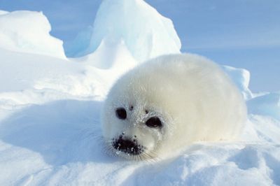Mignon Phoque Bébé sur la Glace