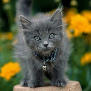 Chaton Gris Adorable