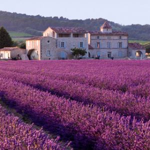 Champs de Lavande et Maison Rustique