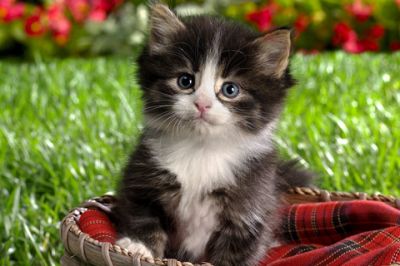 Chaton Mignon dans un Panier