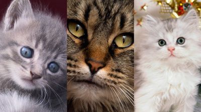 Collection de Chats Mignons
