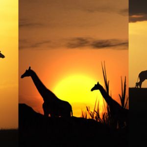 Silhouettes de Girafes au Coucher de Soleil