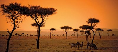 Zèbres au Coucher de Soleil