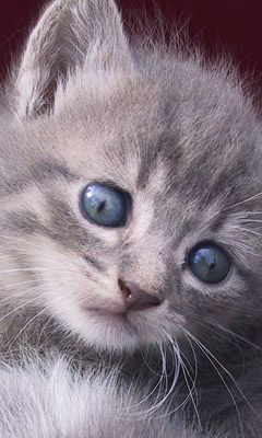 Mignon Chaton Gris