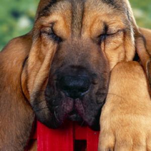 Chien Endormi Mignon