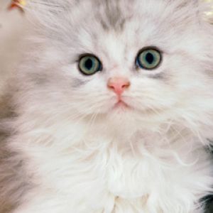 Chaton Blanc Fluffy