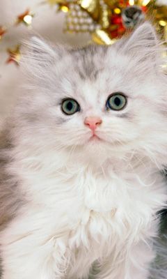 Chaton Blanc Fluffy