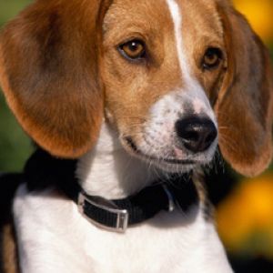 Portrait de Beagle