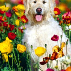 Chien mignon dans un champ de fleurs