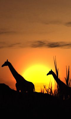 Silhouettes de Girafes au Coucher de Soleil