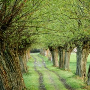 Sentier Verdoyant