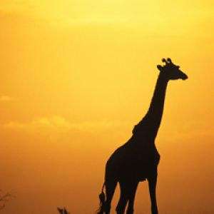 Silhouette de Girafe au Coucher de Soleil