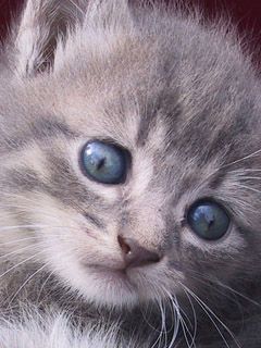 Mignon Chaton Gris